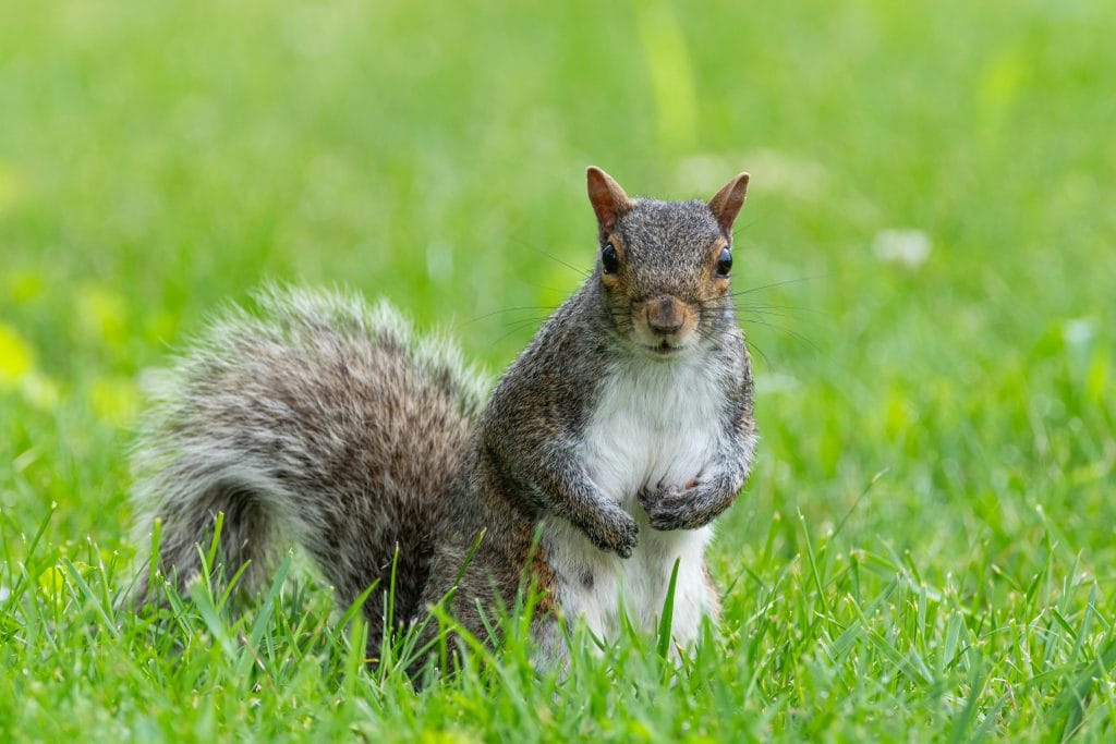 A close-up shot of a curious grey squirrel standing on green grass in Canonsburg, Pennsylvania.