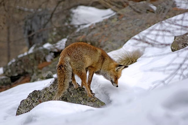 red fox, mammal, predator, carnivorous, nature, animal, wild, cunning, hunting, snow, mountain, winter