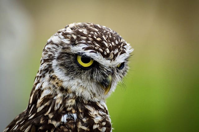 owl, nature, burrowing owl, bird, animal, wildlife, avian