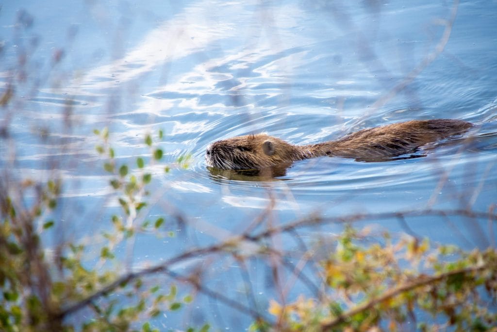 A beaver gracefully swimming in a calm river amid lush surroundings.