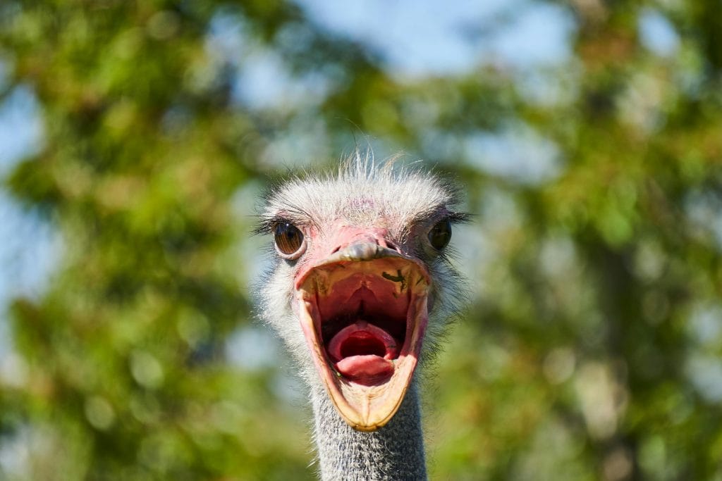 Close-up of a funny ostrich with an open beak against a natural outdoor background.