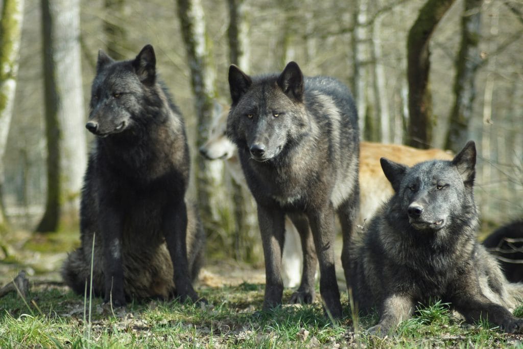 Three wolves in a forest setting displaying natural behavior.